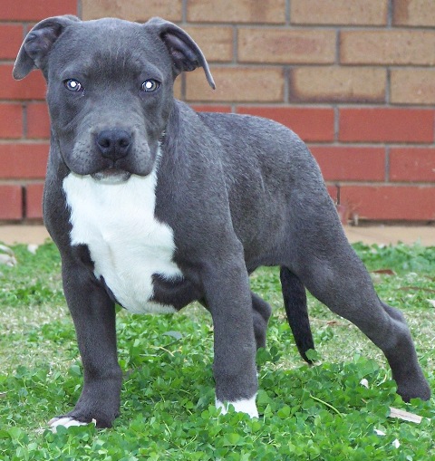 DDDawgs Skull Crusher